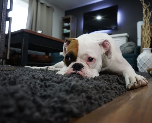 Dog on Carpet